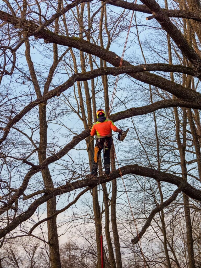 Professional tree removal in Warner Robins GA