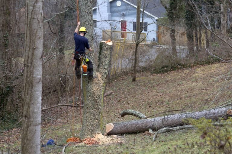 tree service warner robins
